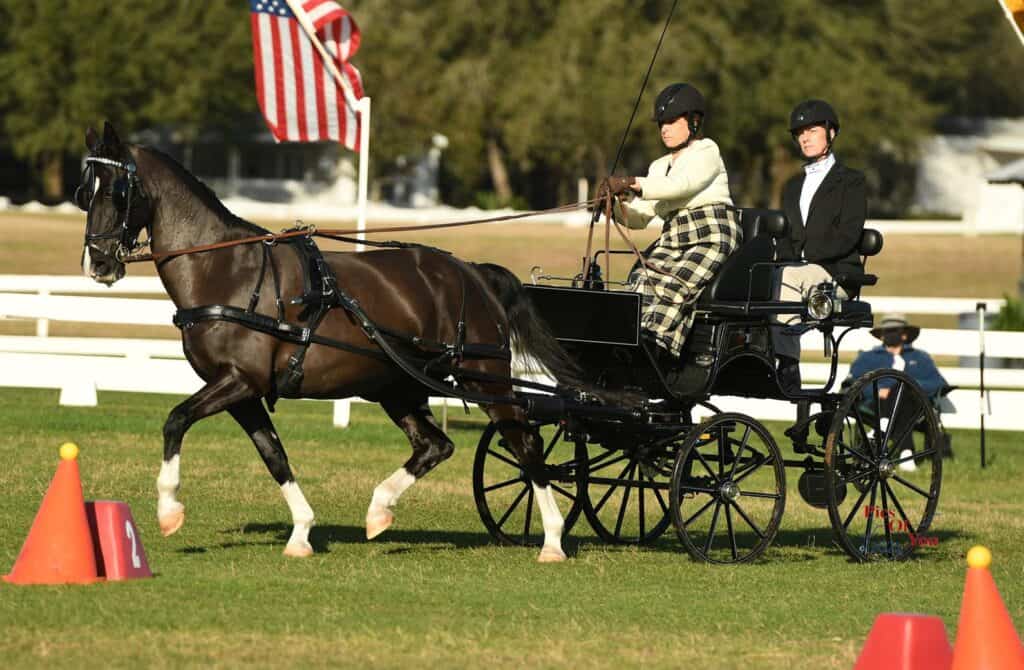 Barbara Sims and Erresistible, USEF Preliminary Single Pony Combined Driving National Champion at Grand Oaks CDE