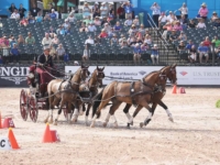 U.S. Driving Team Gold Medalist Chester Weber with Splash, First Edition, Reno, and Boris W at the 2018 Tryon World Equestrian Games. Photo by Annan Hepner/Phelps Media Group U.S. Driving Team Gold Medalist Chester Weber with Splash, First Edition, Reno, and Boris W at the 2018 Tryon World Equestrian Games. Photo by Annan Hepner/Phelps Media Group