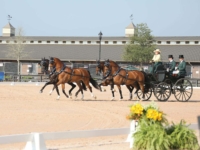 U.S. Driving Team Gold Medalist Misdee Wrigley Miller with Beau, Bravour 54, Bolino D, and Calipso 86 at the 2018 Tryon World Equestrian Games. Photo by Elaine Wessel/Phelps Media Group U.S. Driving Team Gold Medalist Misdee Wrigley Miller with Beau, Bravour 54, Bolino D, and Calipso 86 at the 2018 Tryon World Equestrian Games. Photo by Elaine Wessel/Phelps Media Group