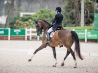 U.S. Dressage Team Silver Medalist Nora Batchelder and Faro SQF at the 2019 Pan American Games, Lima, Peru. Photo by Shannon Brinkman U.S. Dressage Team Silver Medalist Nora Batchelder and Faro SQF at the 2019 Pan American Games, Lima, Peru. Photo by Shannon Brinkman
