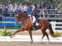U.S. Dressage Team Gold and Individual Silver Medalist
Heather Blitz and Paragon at the 2011 Guadalajara Pan American Games. Photo by Karen Robinson U.S. Dressage Team Gold and Individual Silver Medalist Heather Blitz and Paragon at the 2011 Guadalajara Pan American Games. Photo by Karen Robinson
