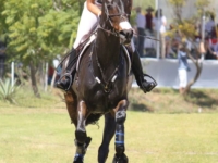 U.S. Eventing Team Gold Medalist Lynn Symansky and Donner at the 2011 Guadalajara Pan American Games. Eventing Team Gold Medalist Michael Pollard and Schoensgreen Hanni at the 2011 Guadalajara, MEX Pan American Games. Photo by Jan Beren U.S. Eventing Team Gold Medalist Lynn Symansky and Donner at the 2011 Guadalajara Pan American Games. Eventing Team Gold Medalist Michael Pollard and Schoensgreen Hanni at the 2011 Guadalajara, MEX Pan American Games. Photo by Jan Beren