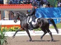 U.S. Dressage Team Gold and Individual Gold Medalist
Steffen Peters and Weltino’s Magic at the 2011 Guadalajara Pan American Games. Photo by Karen Robinson U.S. Dressage Team Gold and Individual Gold Medalist Steffen Peters and Weltino’s Magic at the 2011 Guadalajara Pan American Games. Photo by Karen Robinson