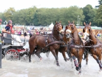 U.S. Driving Individual Silver Medalist Chester C. Weber with Boy W, Boris W, Para, Splash, and Uniek at the 2014 Normandy World Equestrian Games. Photo by Susan J. Stickle U.S. Driving Individual Silver Medalist Chester C. Weber with Boy W, Boris W, Para, Splash, and Uniek at the 2014 Normandy World Equestrian Games. Photo by Susan J. Stickle