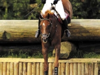U.S. Eventing Team Gold Medalist John Williams and Carrick at the 2002 World Equestrian Games, Jerez, ESP. Photo by Charles Mann U.S. Eventing Team Gold Medalist John Williams and Carrick at the 2002 World Equestrian Games, Jerez, ESP. Photo by Charles Mann