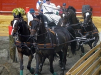 U.S. Four-in-Hand Team Silver Medalist S. Tucker S. Johnson with Aberdann, Arivano, Black Magic 13, Circuit Hero, Espry, and Guido 9 at the 2002 World Equestrian Games, Jerez, ESP. Photo by Nancy Jaffer U.S. Four-in-Hand Team Silver Medalist S. Tucker S. Johnson with Aberdann, Arivano, Black Magic 13, Circuit Hero, Espry, and Guido 9 at the 2002 World Equestrian Games, Jerez, ESP. Photo by Nancy Jaffer
