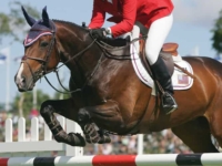 U.S. Jumping Team Gold Medalist Beezie Madden and Authentic at the 2004 Athens Olympic Games. Photo by Bob Langrish U.S. Jumping Team Gold Medalist Beezie Madden and Authentic at the 2004 Athens Olympic Games. Photo by Bob Langrish