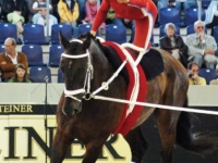 U.S. Vaulting Team Silver Medalist Devon Maitozo with Grand Gaudino at the 2006 Aachen World Equestrian Games. Photo by Nancy Jaffer U.S. Vaulting Team Silver Medalist Devon Maitozo with Grand Gaudino at the 2006 Aachen World Equestrian Games. Photo by Nancy Jaffer