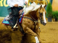 U.S. Reining Team Gold Medalist Shawn Flarida and RC Fancy Step at the 2010 World Equestrian Games, Lexington, USA. Photo by Susan J. Stickle U.S. Reining Team Gold Medalist Shawn Flarida and RC Fancy Step at the 2010 World Equestrian Games, Lexington, USA. Photo by Susan J. Stickle