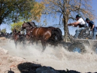 U.S. Driving Team Silver and Individual Bronze Medalist S. Tucker S. Johnson with Anastasia 127, Black Shadow, Dexter 154, Spitfire 17, and Spotlight at the 2010 World Equestrian Games, Lexington, USA. Photo by Susan J. Stickle U.S. Driving Team Silver and Individual Bronze Medalist S. Tucker S. Johnson with Anastasia 127, Black Shadow, Dexter 154, Spitfire 17, and Spotlight at the 2010 World Equestrian Games, Lexington, USA. Photo by Susan J. Stickle
