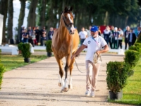 Lee McKeever, groom for U.S. Jumping Team member McLain Ward, with Ilex at the first inspection for the 2024 Paris Olympic Games. Photo by Shannon Brinkman Lee McKeever, groom for U.S. Jumping Team member McLain Ward, with Ilex at the first inspection for the 2024 Paris Olympic Games. Photo by Shannon Brinkman